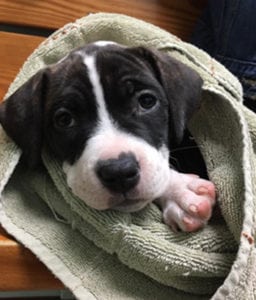 Puppy wrapped in a towel at our animal hospital