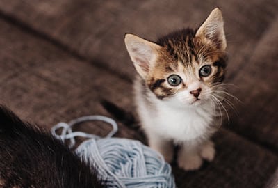 Pet Behavior Services in Groveport