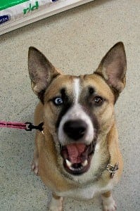 Pet Dental Care in Groveport