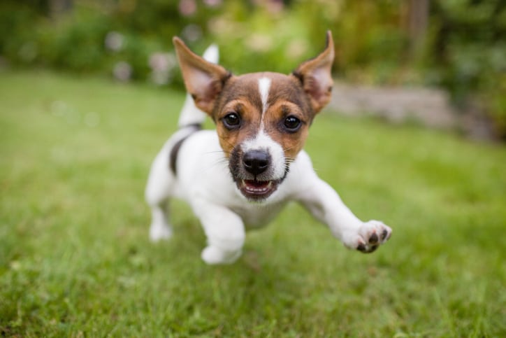 Pet Dental Care in Groveport