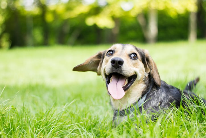 Pet Vaccinations in Groveport