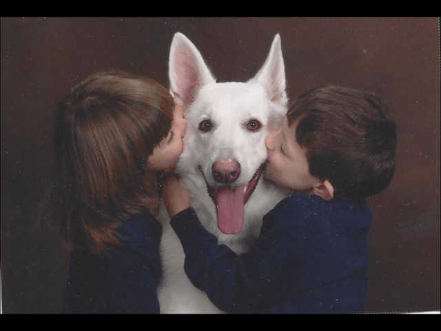 Veterinary Specials in Groveport