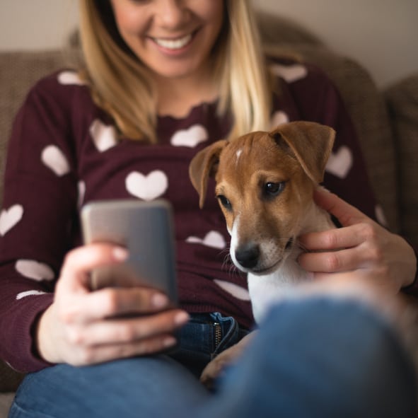 Mobile App for Groveport Pet Owners
