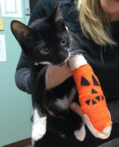 Cat at our animal hospital for Halloween pet safety tips