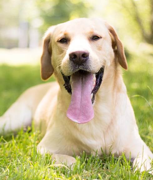 Summer Pet Safety in Groveport: Smiling labrador with its tongue out