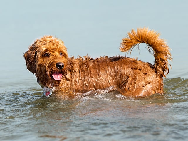 Summer Pet Safety in Groveport: Goldendoodle playing in shallow water