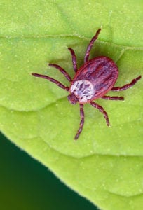 A tick on top of a leaf in Groveport