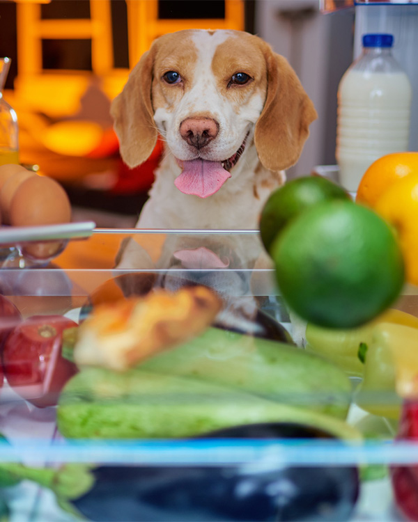Thanksgiving Pet Safety in Groveport: A Dog Looks Inside a Fridge Full of Foods