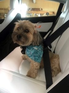 Dog safely traveling in the car
