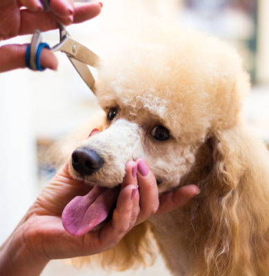 Why It’s Worth Having Your Dog Groomed Professionally in Groveport, OH