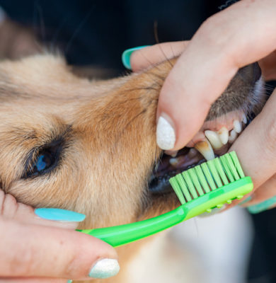 How Often Should I Clean My Dog’s Teeth in Groveport, OH?