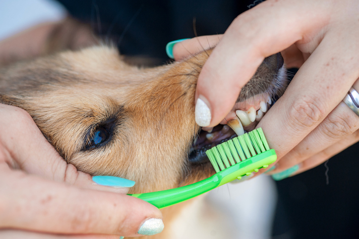 Dog Teeth Cleaning in Groveport, OH