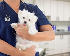 veterinarian at our columbus, oh animal hospital