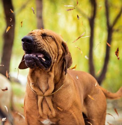 Is Your Dog Sneezing in Groveport, OH? Here Are 6 Possible Causes