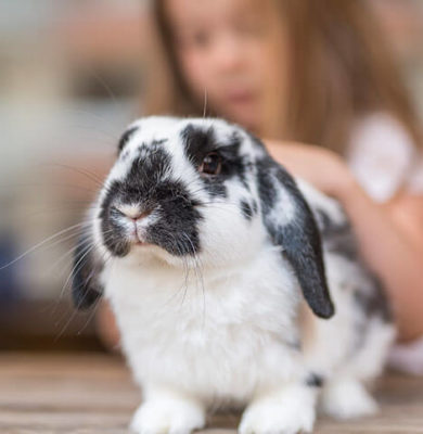 6 Things You Need to Know About Rabbit Care in Groveport, OH