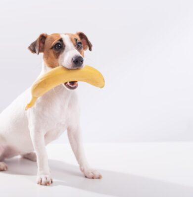 My Dog Ate a Banana – Should I Be Worried?