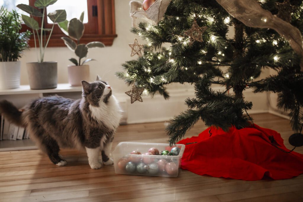 cat-looking-at-christmas-tree