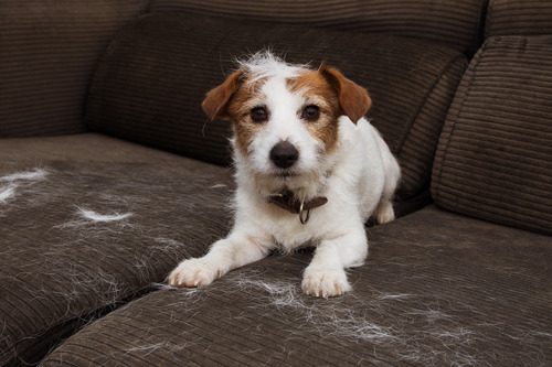 dog-laying-on-dark-couch-that-is-covered-in-white-dog-hair