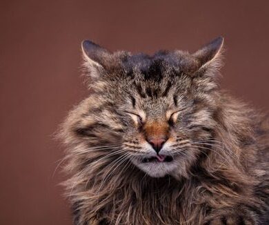 Why Is My Cat Sneezing So Much All of a Sudden?