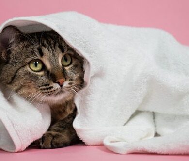 Do Cats Need Haircuts & Grooming?