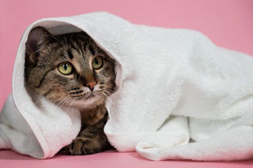 cat-laying-down-covered-by-a-white-towel