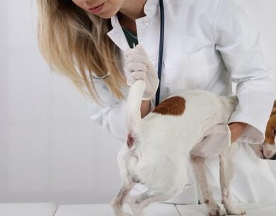 What Is Dog Anal Gland Expression?
