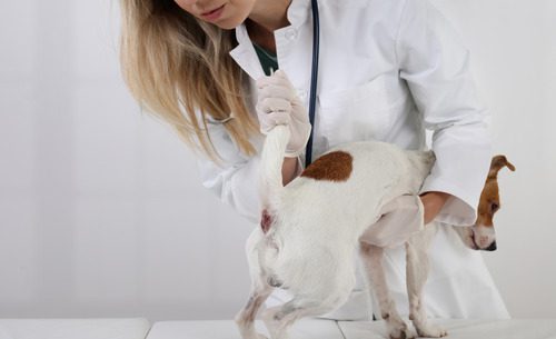 female-vet-checking-dog's-anal-glands-at-clinic