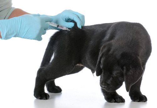 vet-administering-a-vaccine-to-black-lab-puppy