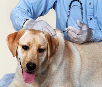 How Long Do Dog Vaccines Last?