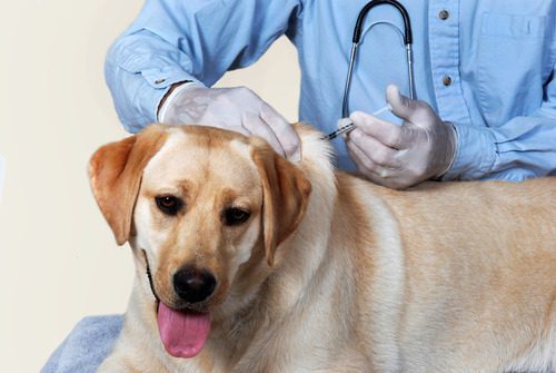 yellow-labrador-dog-receiving-vaccine-from-vet-at-clinic