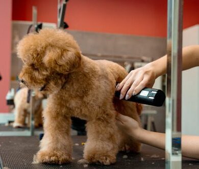 Matted Dog Fur: Advice from a Dog Groomer
