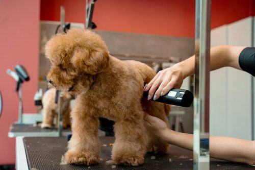 fluffy-malltipoo-dog-getting-professionally-groomed