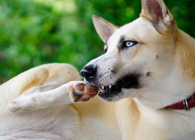 Why Is My Dog Chewing Its Paws Excessively?