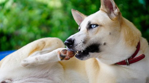 dog-chewing-on-hind-paw