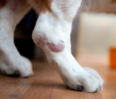 Dog Hot Spot Healing Stages