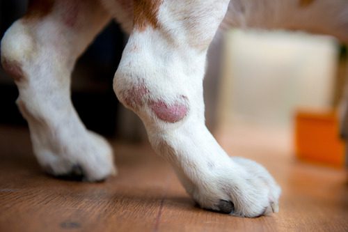 hot-spot-on-a-dog's-leg