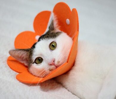 Cat Hernia After Spay: What to Do