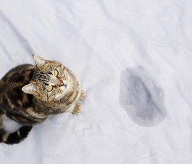 Why Does My Cat Pee on My Bed?