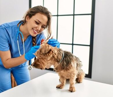 Dog Ear Drum Rupture