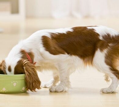 Dog Food Aggression: What To Know