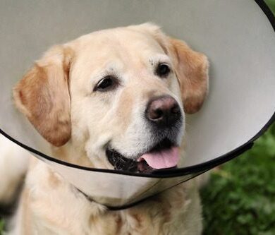 Dog Spay Incision Lump: Is This Normal?