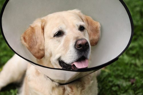 yellow labrador retriever wearing Elizabethan collar after spay surgery