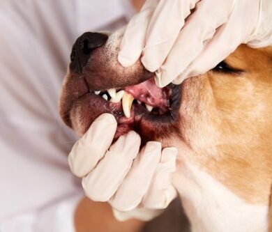 Dog Swollen Gums: What to Do