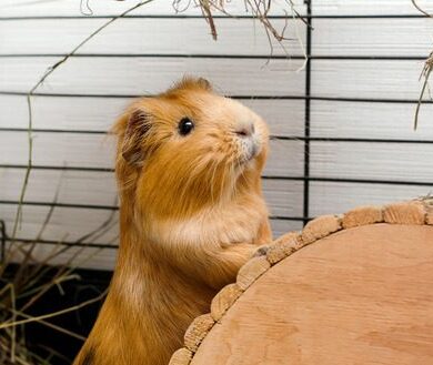 Guinea Pig Lifespan: How Long Do Guinea Pigs Live