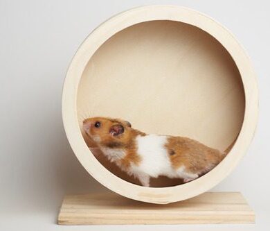 Hamster vs. Guinea Pig: What’s the Difference?
