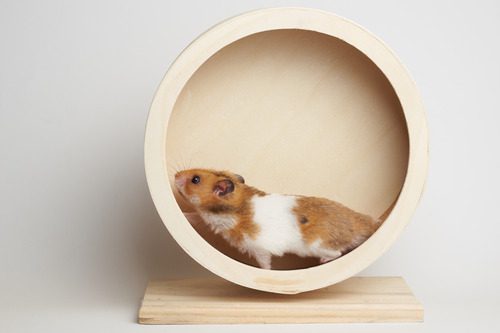 hamster playing on wooden hamster wheel